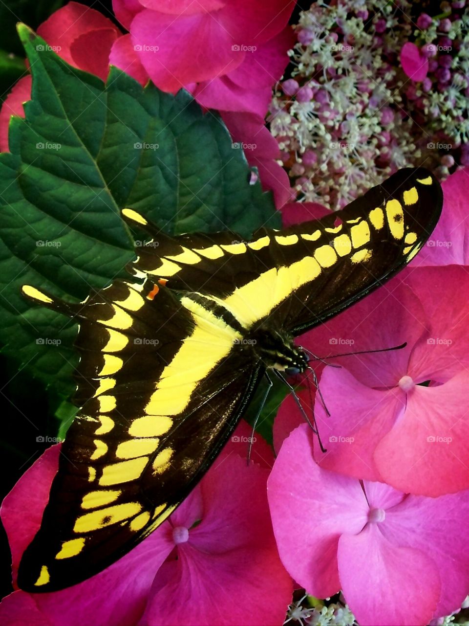 Yellow butterfly