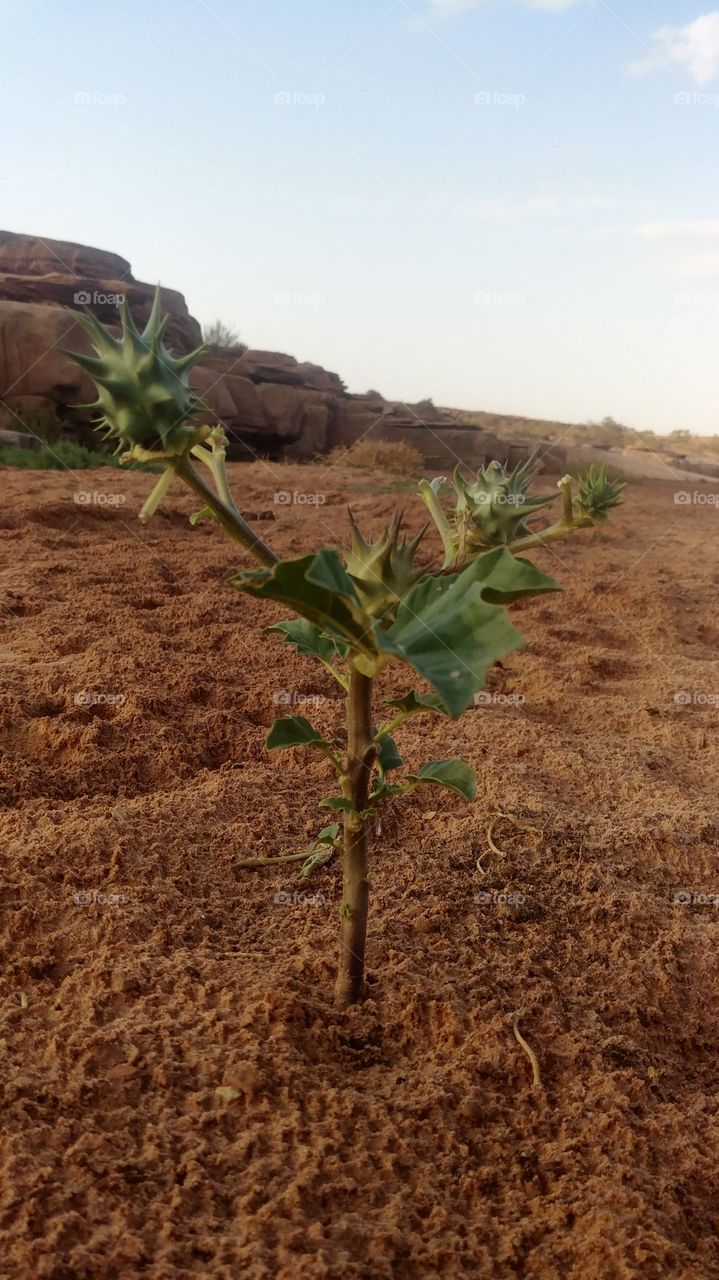 A strange plant on the banks of the valley