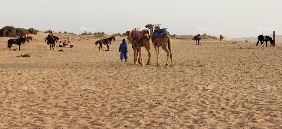 flock of camels in a trip near the beach at essaouira city in Morocco.