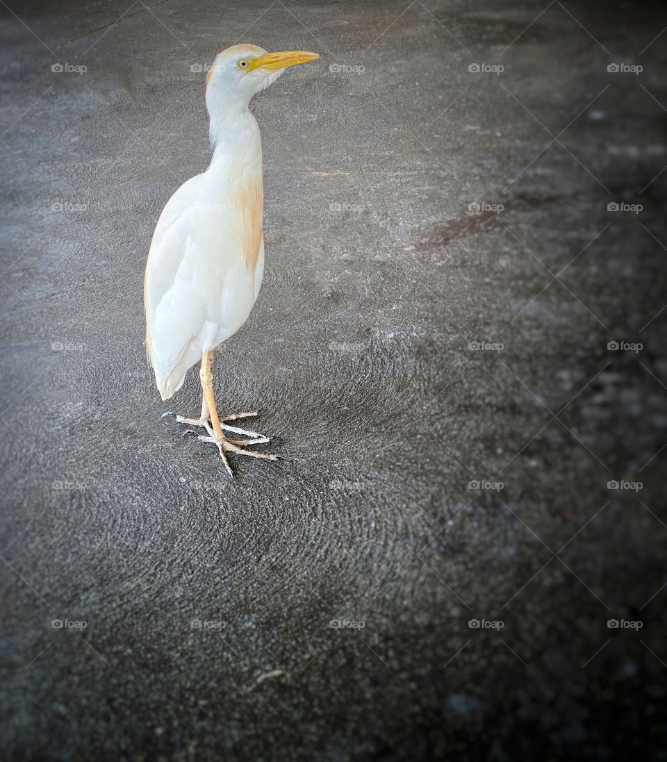 A white egret standing on a grey cement floor