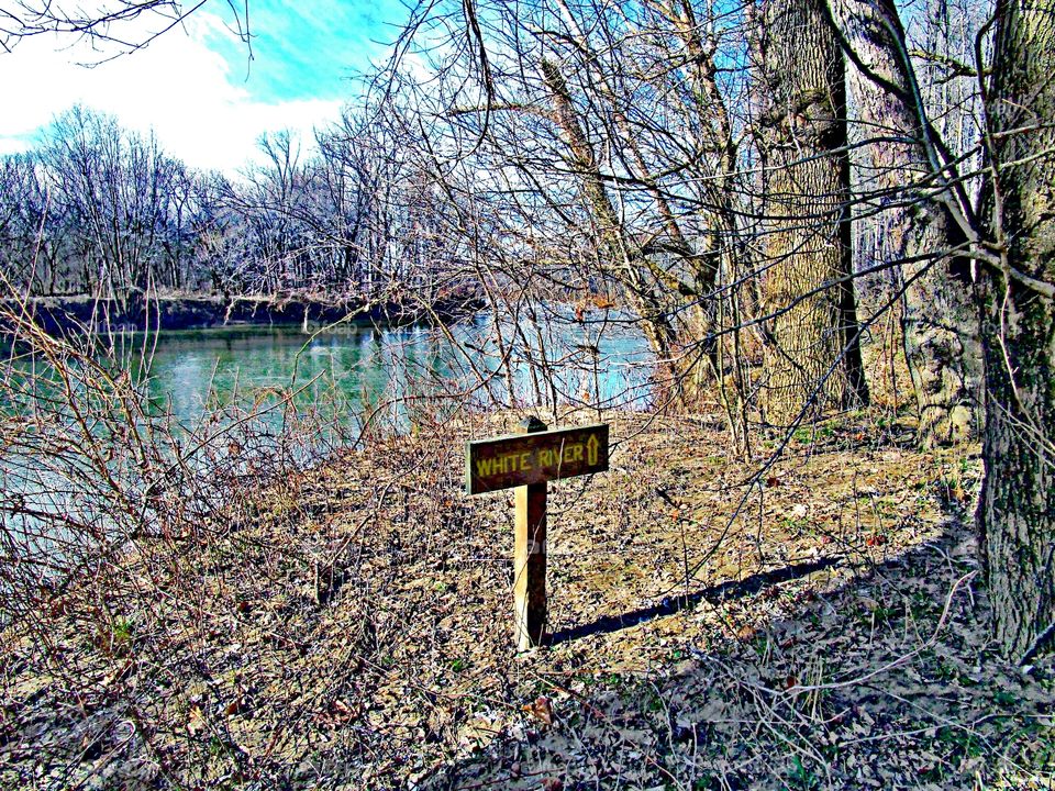 Tree, Wood, Nature, Leaf, Water