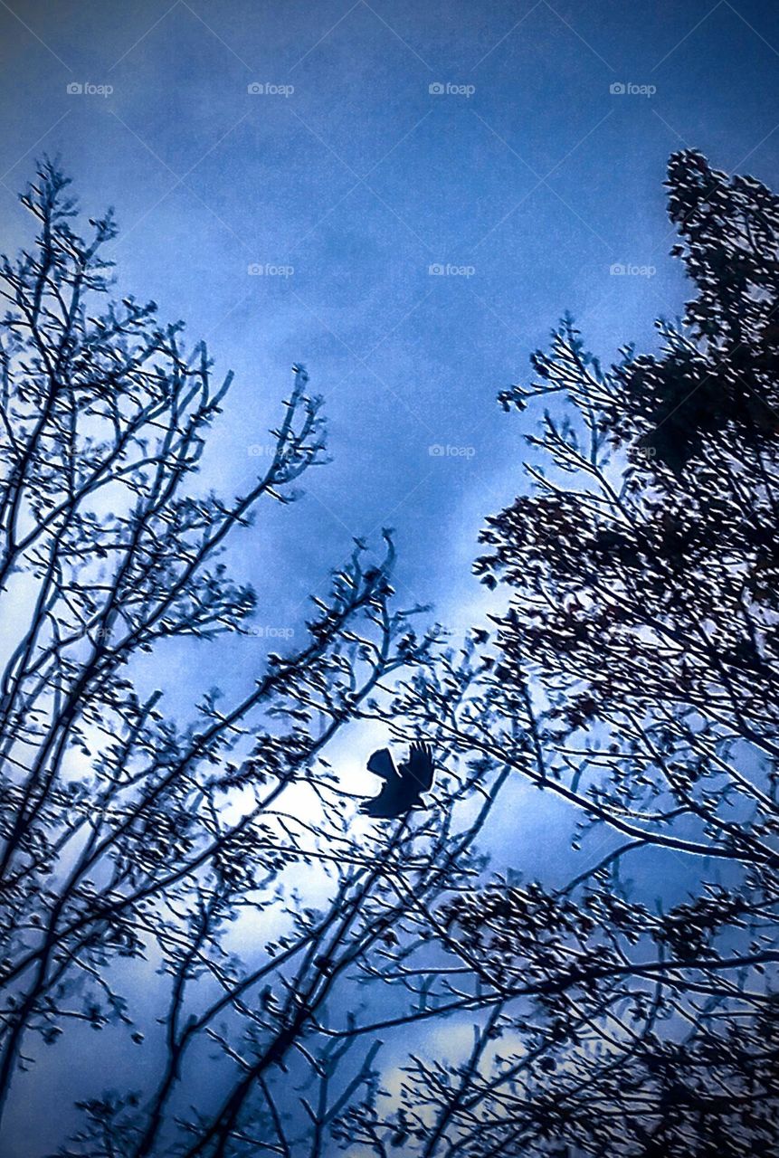 Flying Crow in the Trees