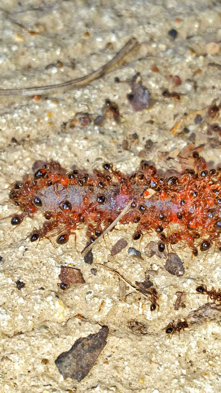 macro ants eating worm