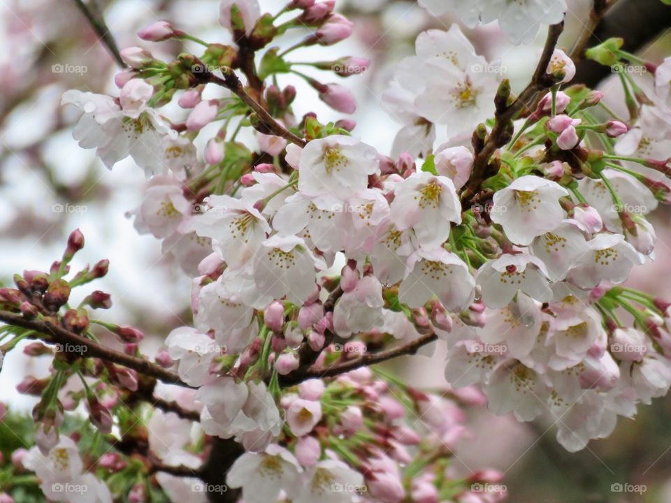 桜   Cherry blossoms