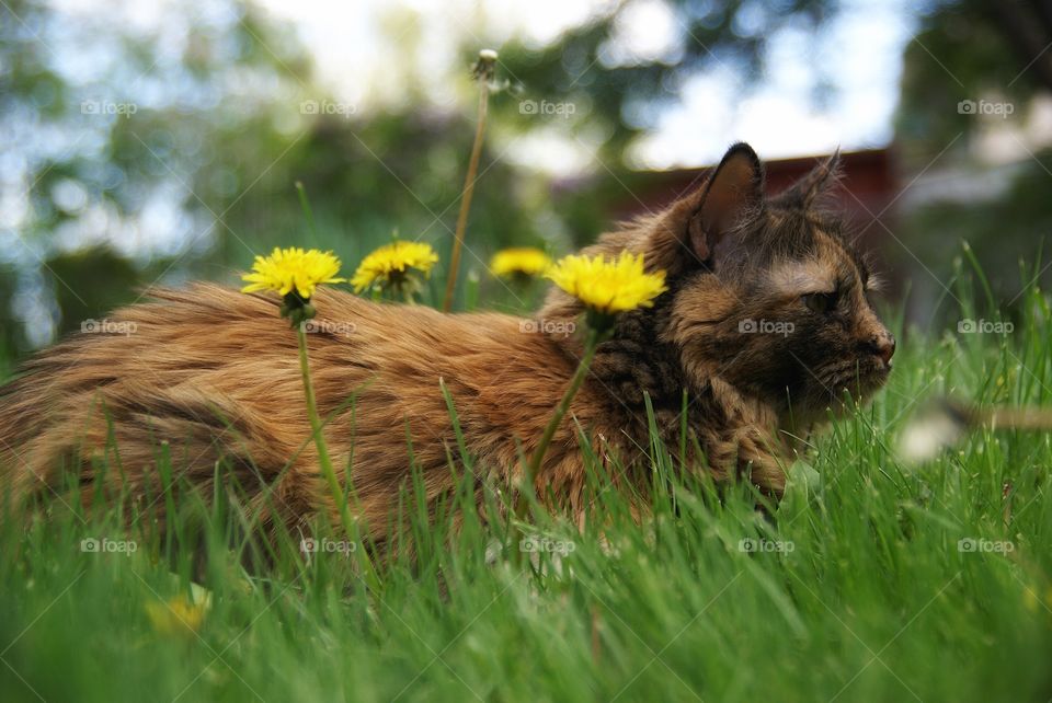 Dandy lion