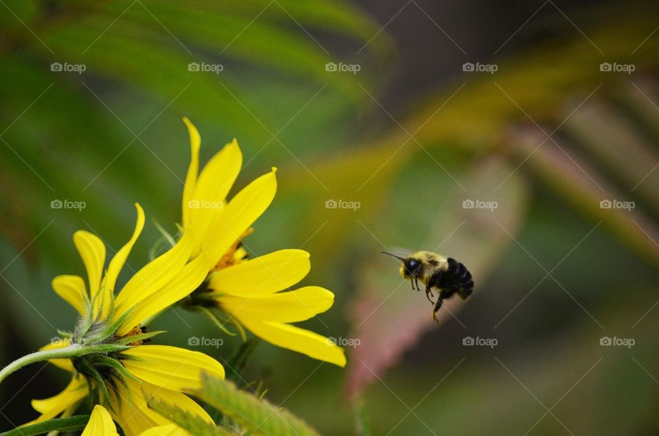 Bumble bee and flower.