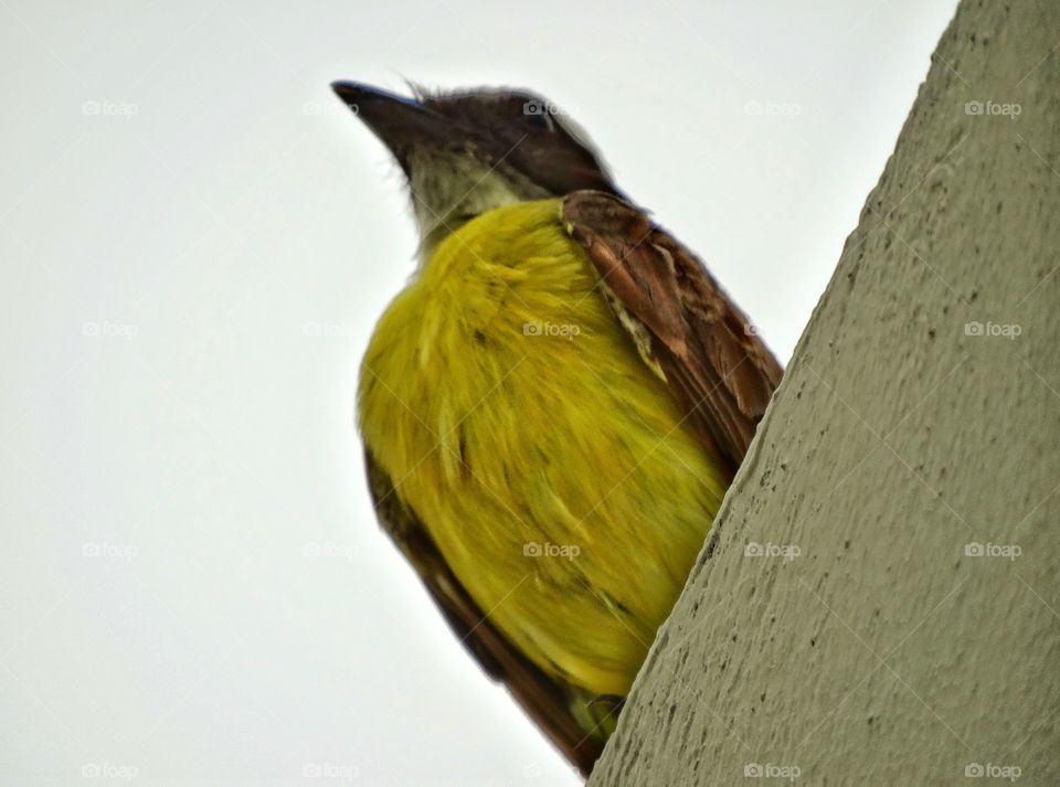 Bright Tropical Bird. Yellow Kiskadee Songbird In Cancún Mexico
