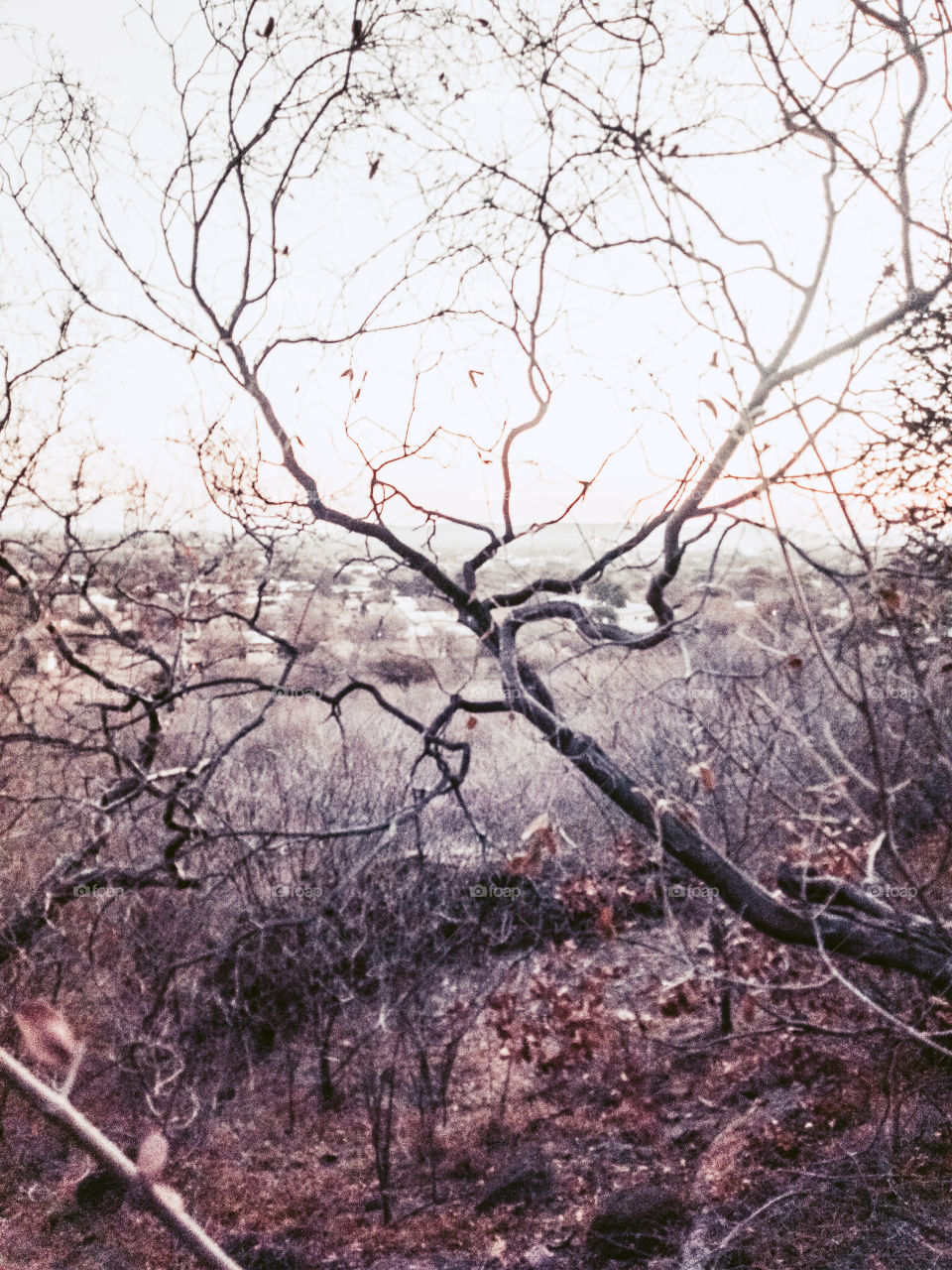 Dried tree during winter, with reddish  brown leaves before dark.