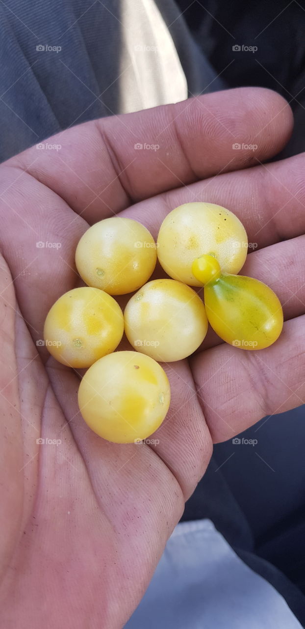 Ivory cherry tomatoes