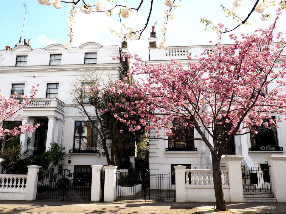 Spring arrives up with colorful, pink trees in Portobello, London. Trees blossom in the beautiful streets.