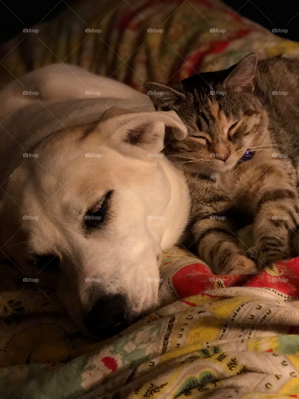 White dog snuggling with kitten friend in bed on colorful blanket 