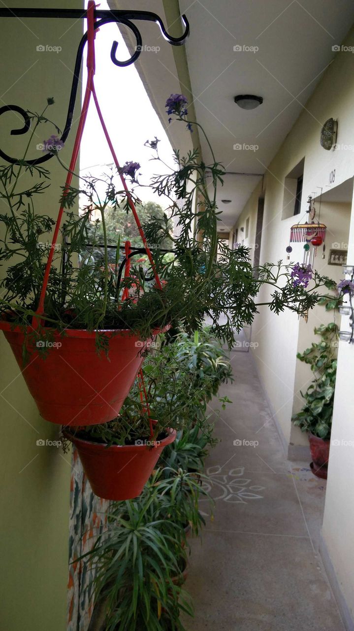 hanging flower pot