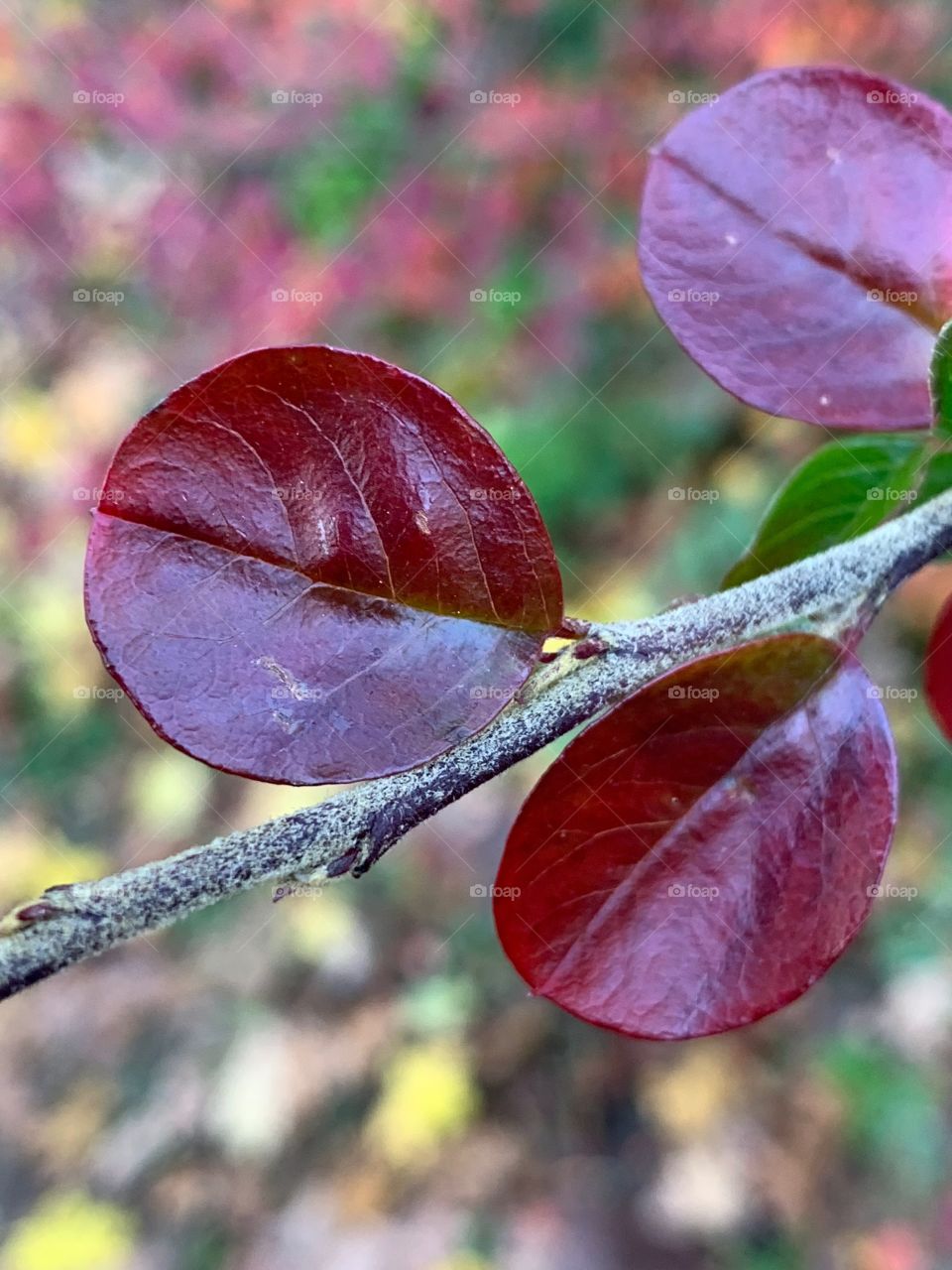 Leafs of unknown tree