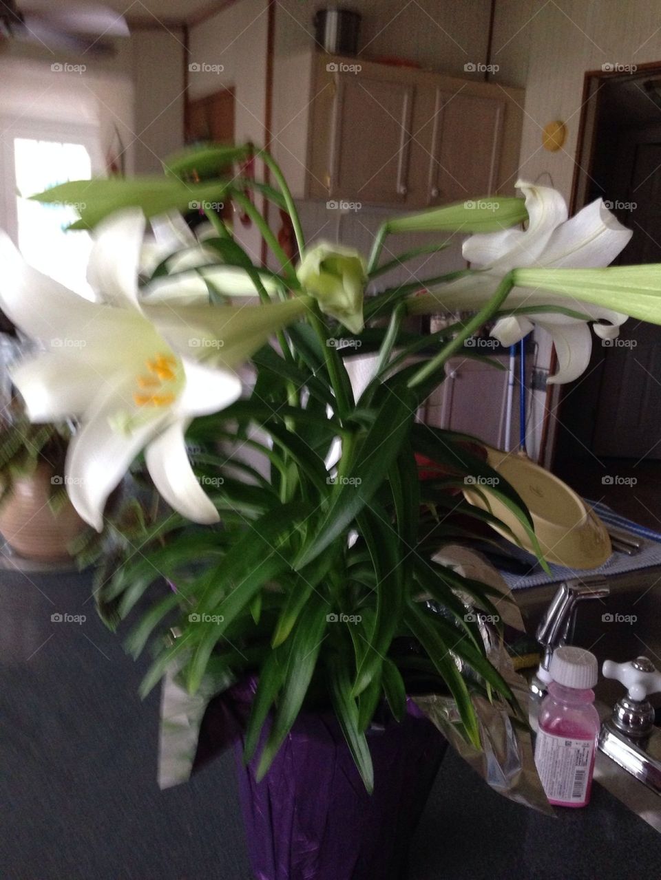 Easter lily