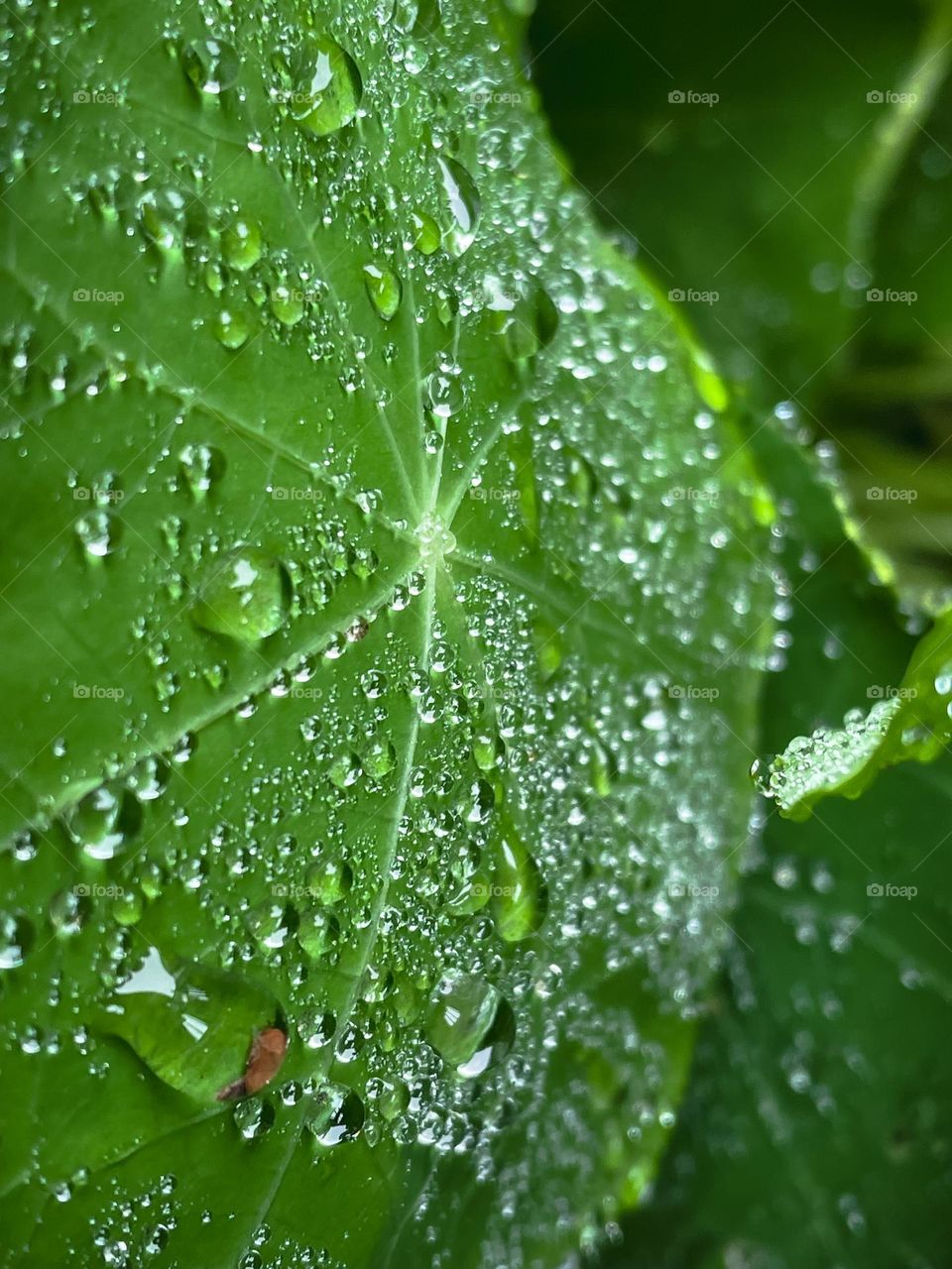 Plant veins leaves life leaf mother nature greenery fresh moisture dripping condensation liquid surface  interesting cool phone Amateur Beautiful outdoors earthy hippie living water wet water drops droplets bubbles dewdrops dew after rain storm 💧