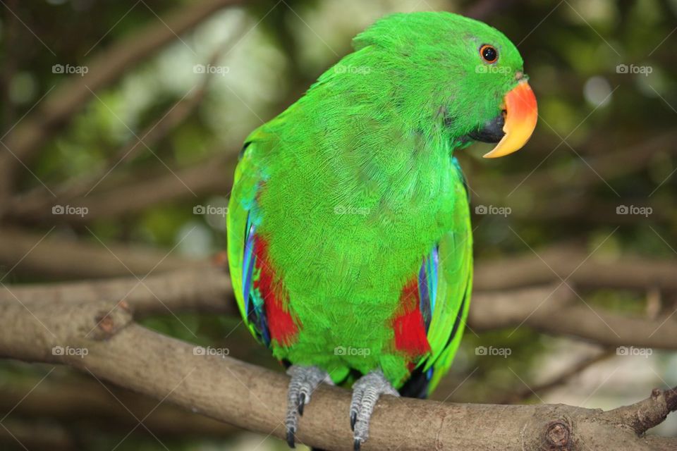 Green parrot perching on the tree branch