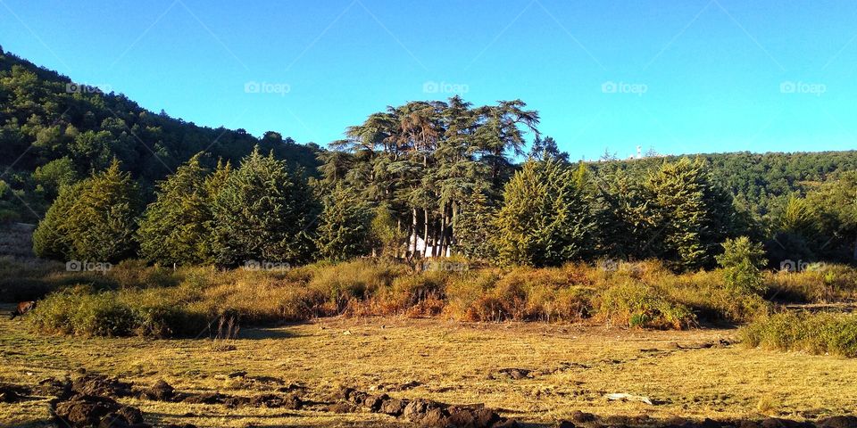 Algeria forest