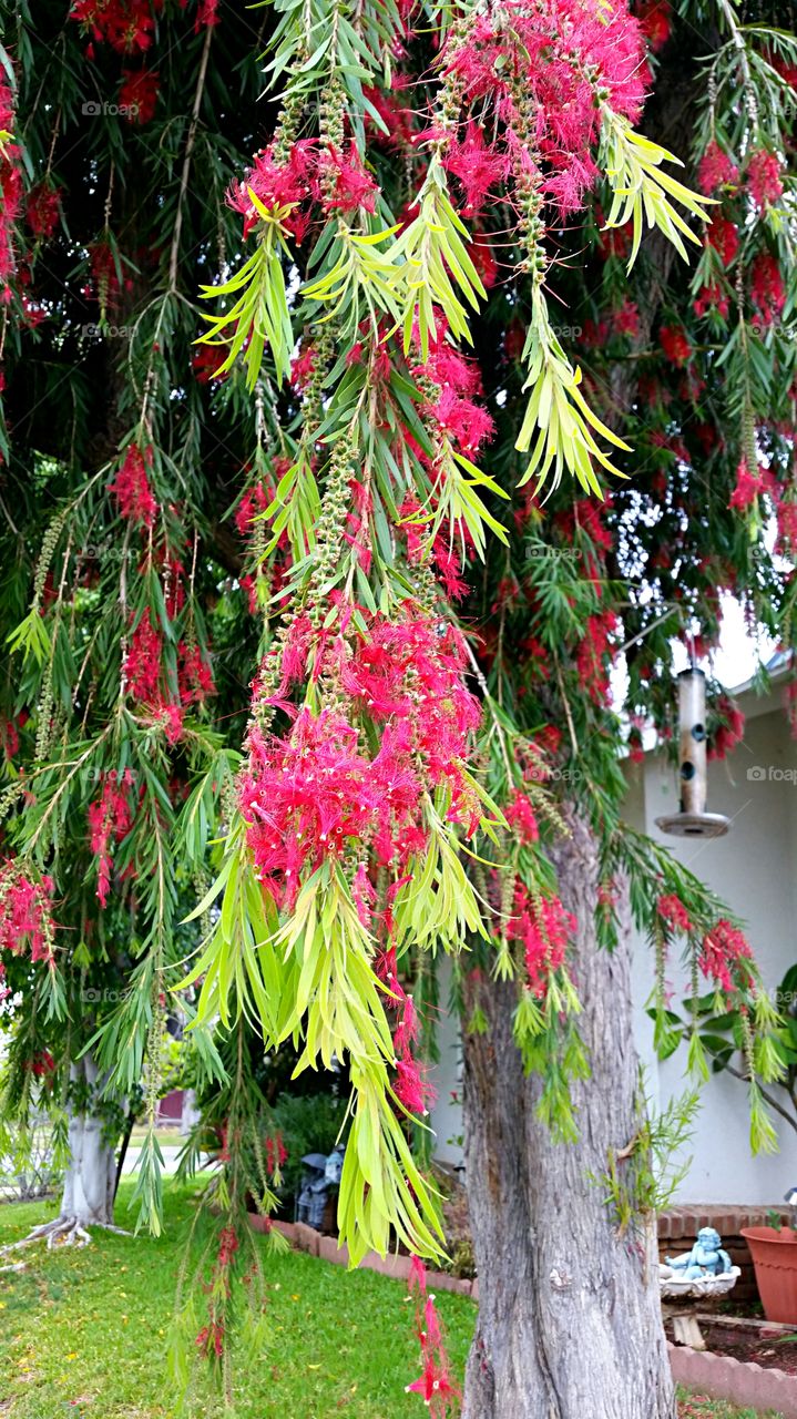 Bottlebrush Branches . Hanging branches on a Bottlebrush tree.