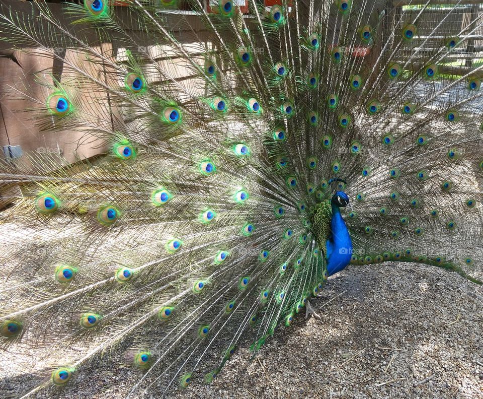 Male Peacock