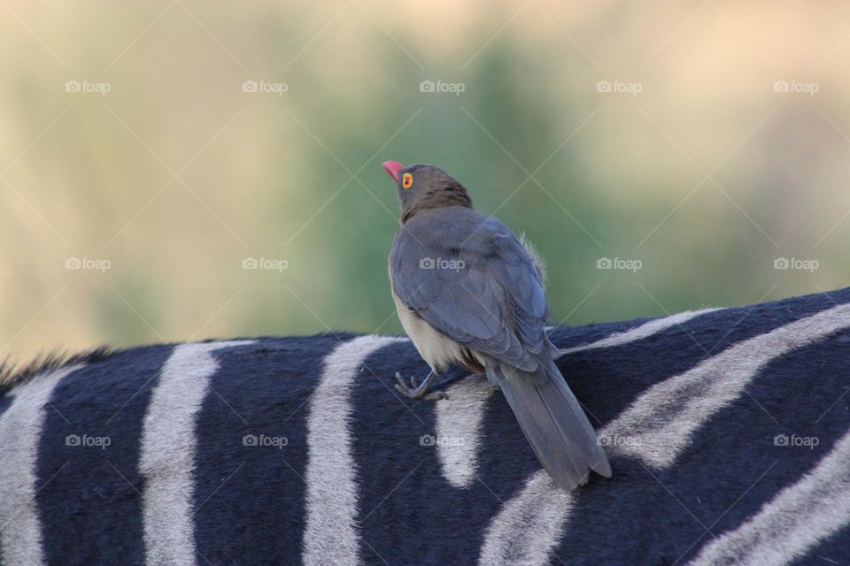 oxpecker on zebra