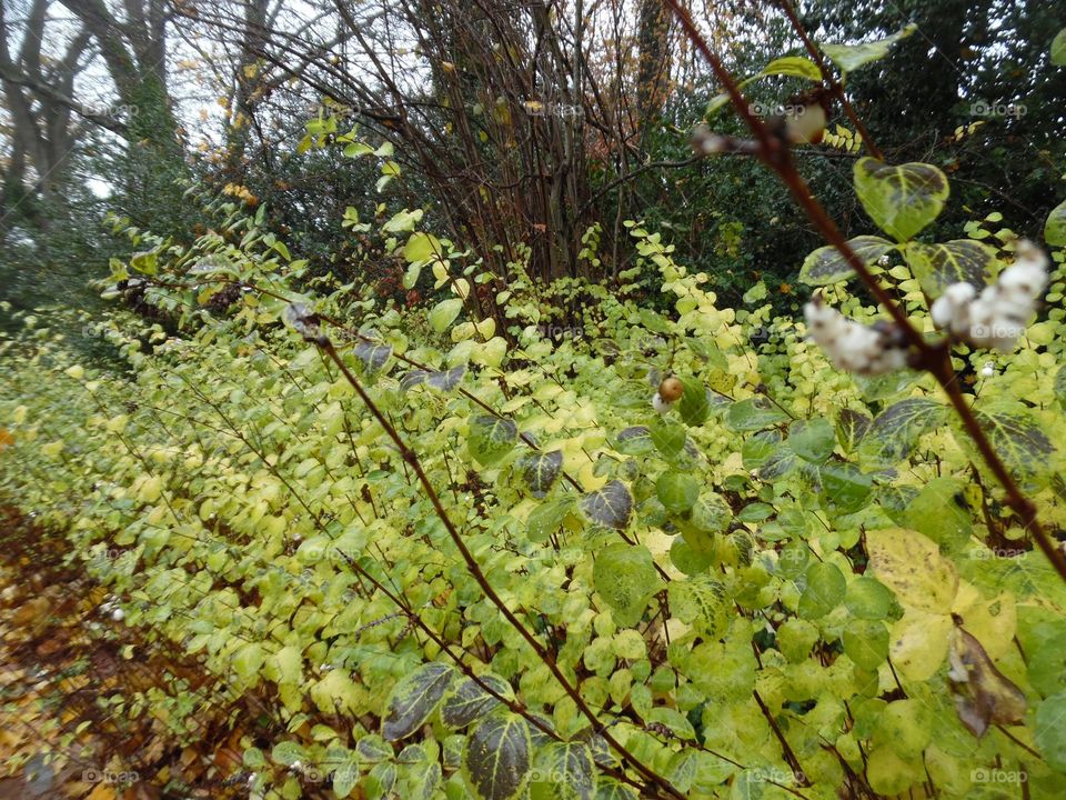 Parc de Mariemont , la Louvière
