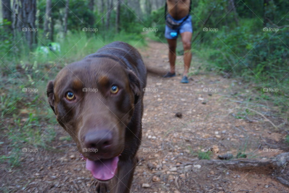 Forest#nature#walk#dog#canine#animal#human#trees