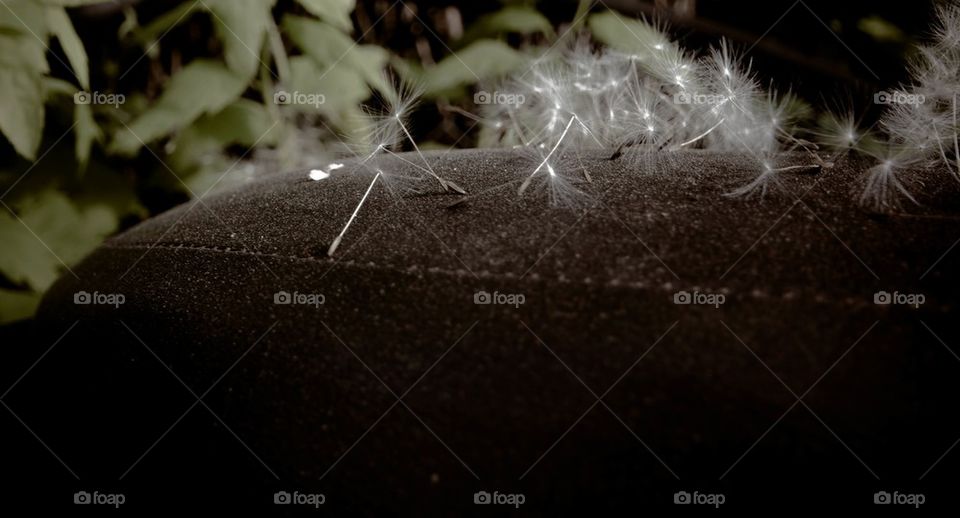 Dandelions on the seat