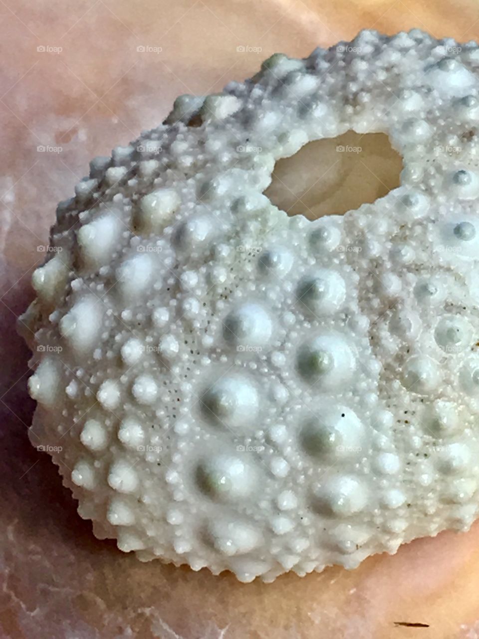 Sea Urchin Shell