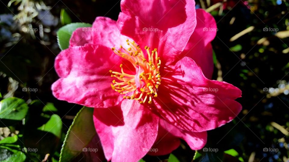 camellia at sunset