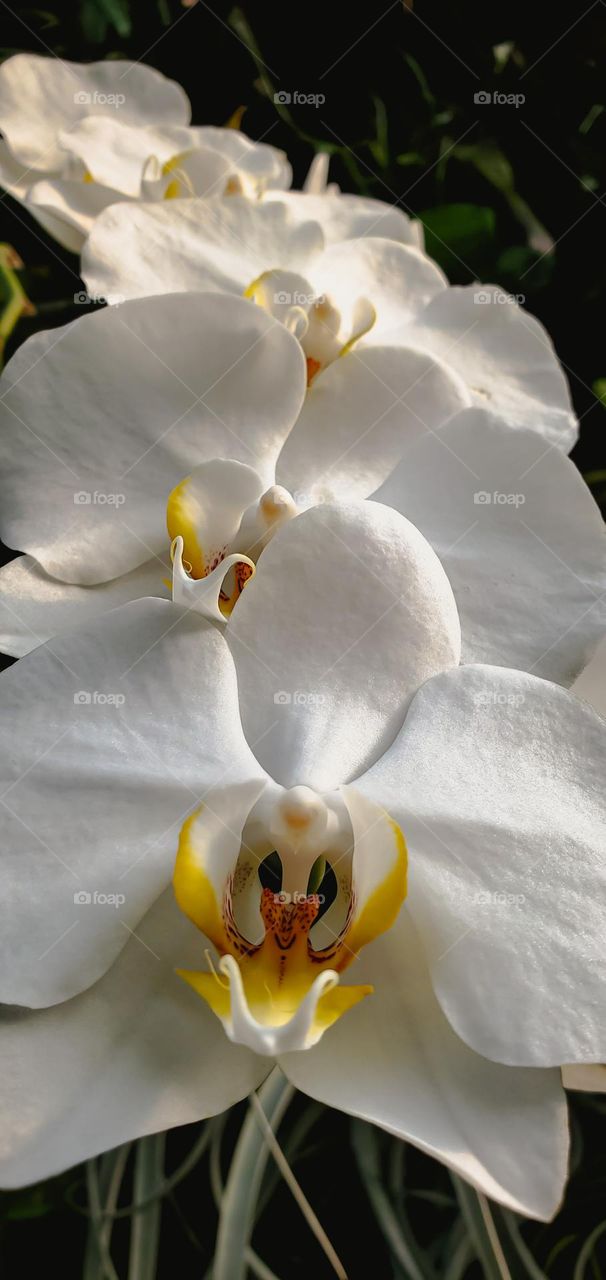 white orchid at Kingwood Center Gardens in Mansfield Ohio