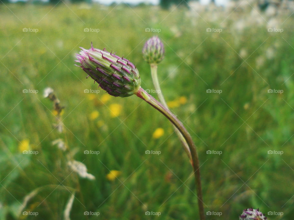 wildflowers