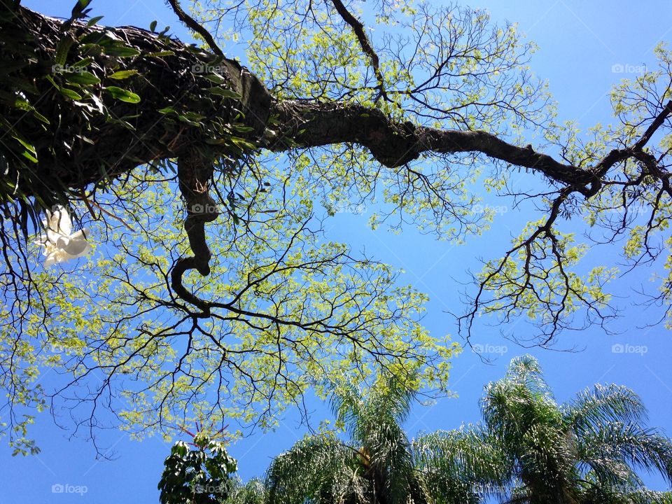 Tree. Leaning tree