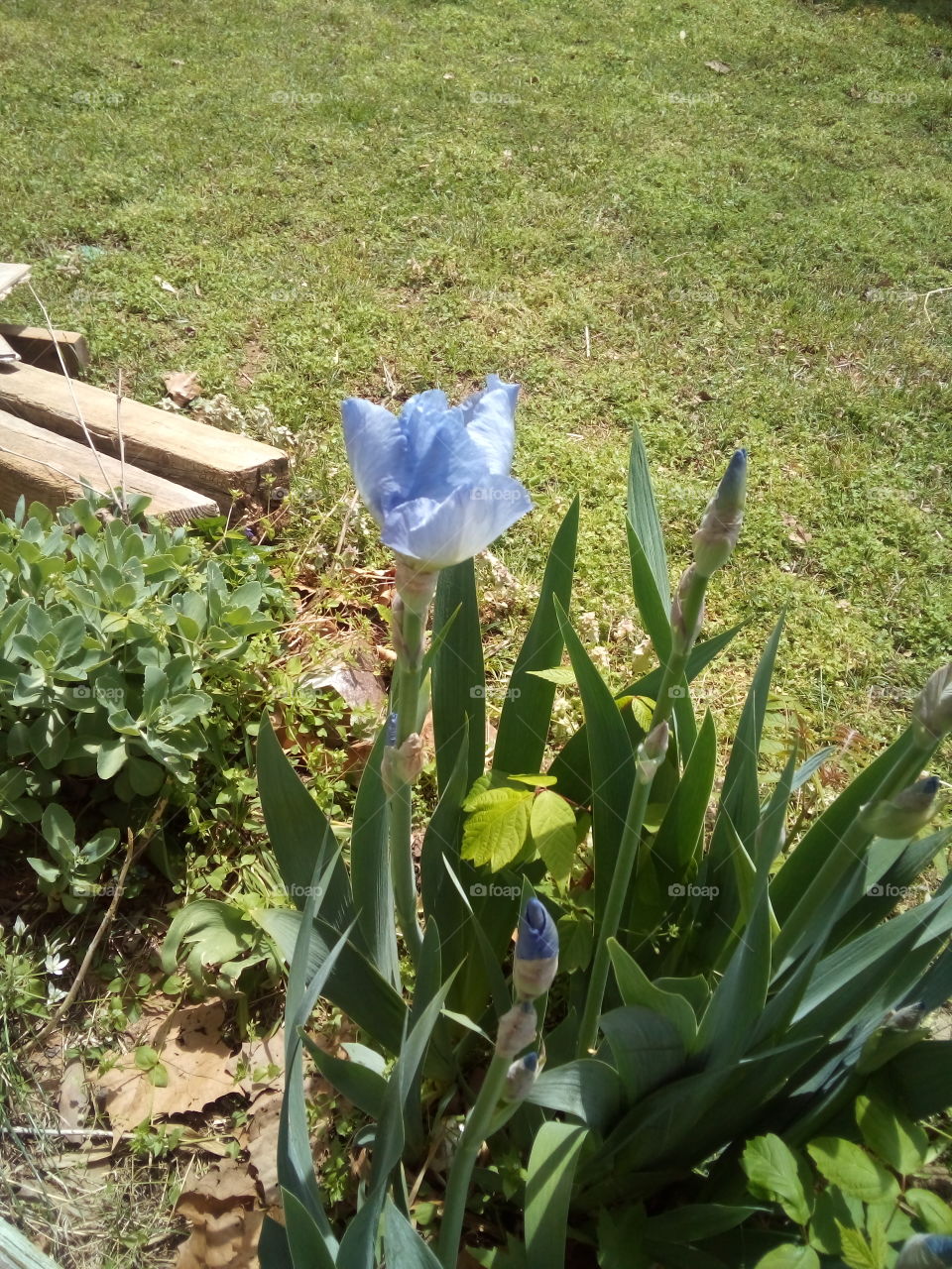 first iris bloom of the season, there's a lot more coming soon of different shades and colors.