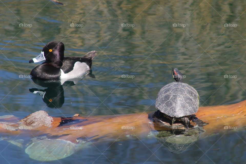 Turtle Watching Passing Ring-necked Duck