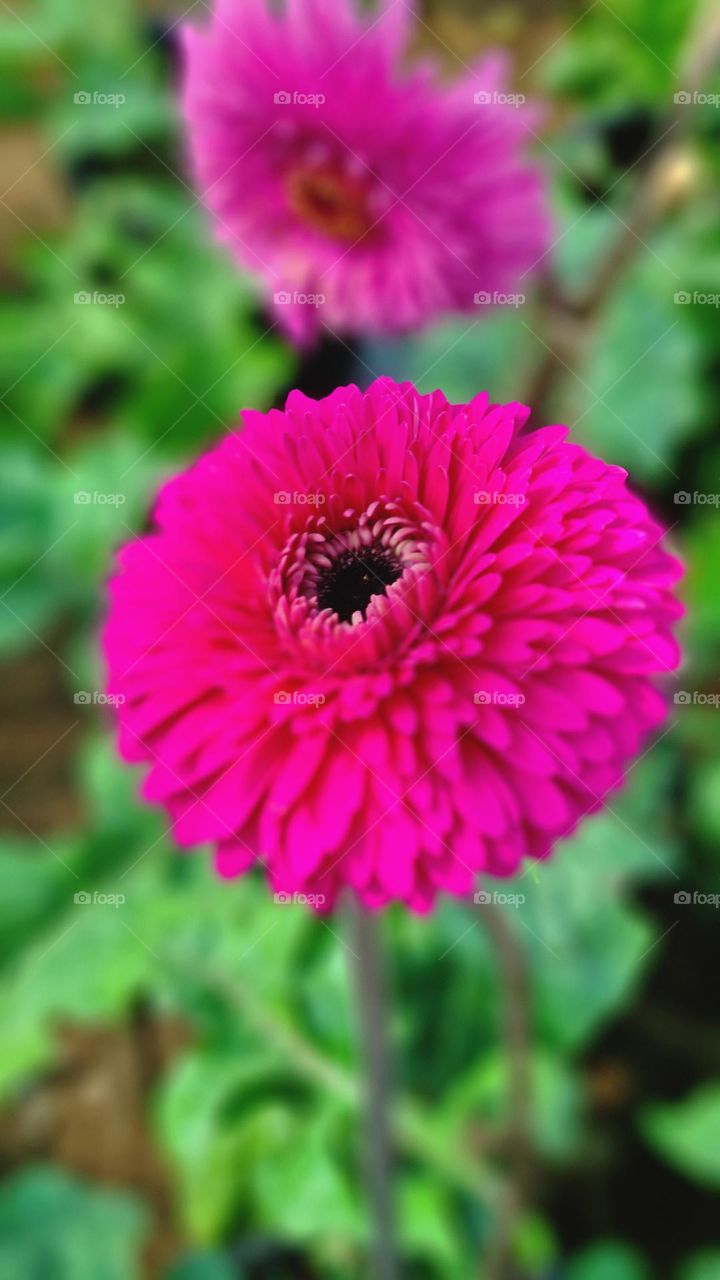 beautiful flowers €