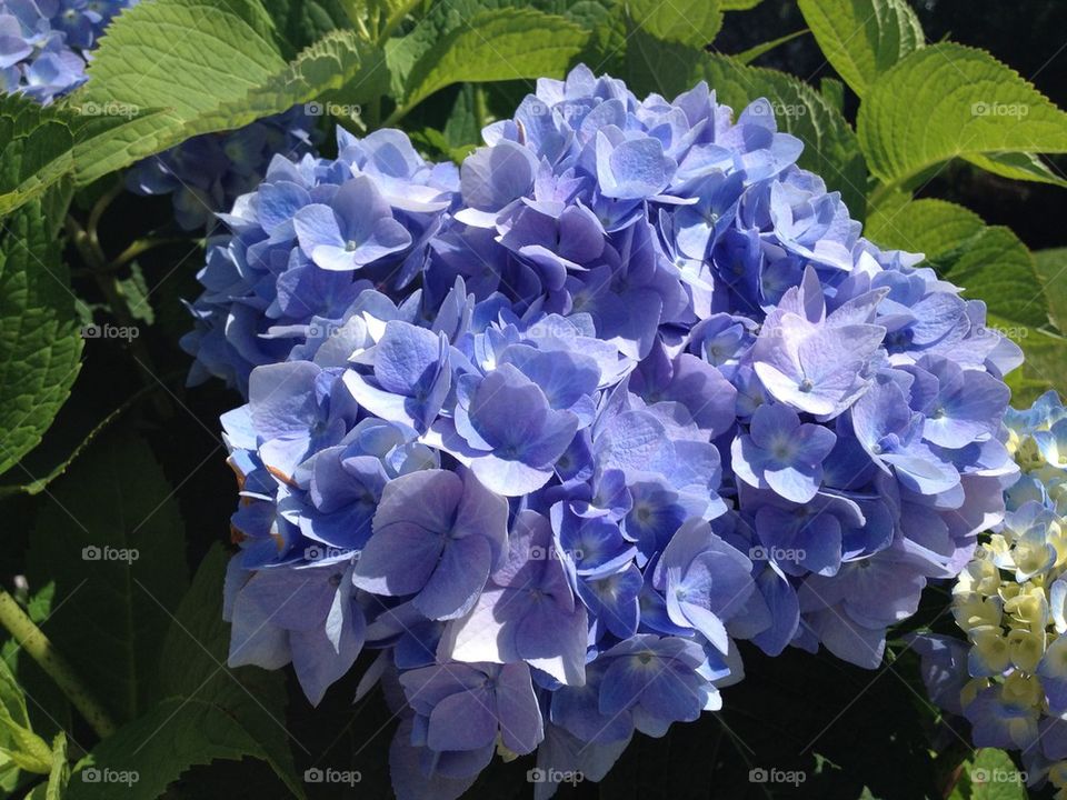 Blue Hydrangea