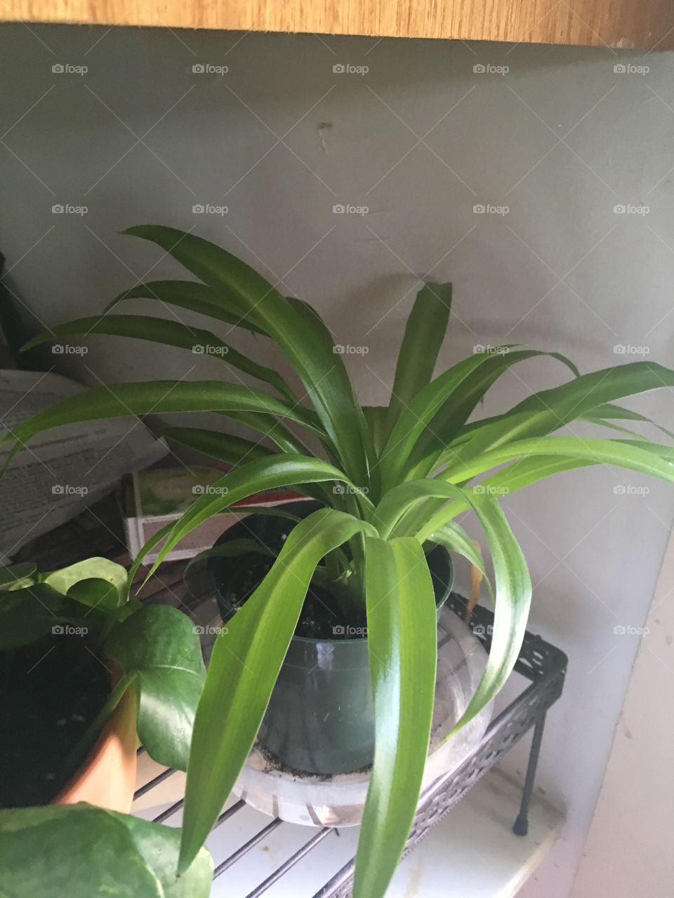 Spider plant