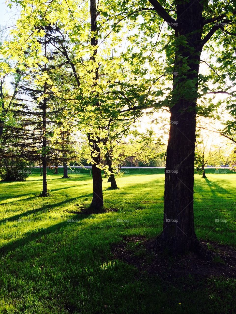 Sunlight on tree