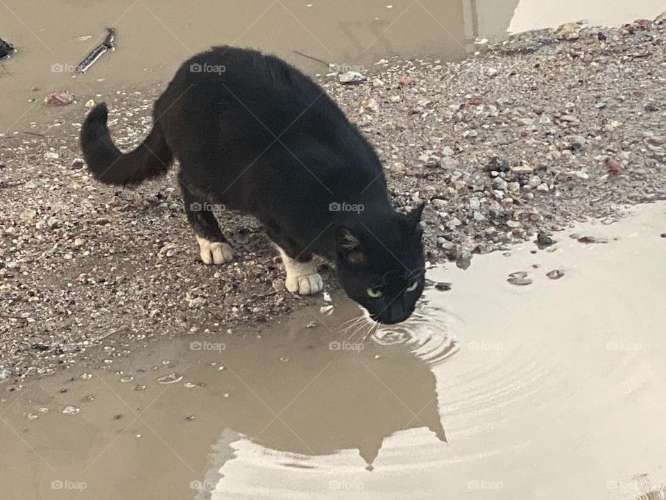 I could manage to capture the cat while drinking 💦