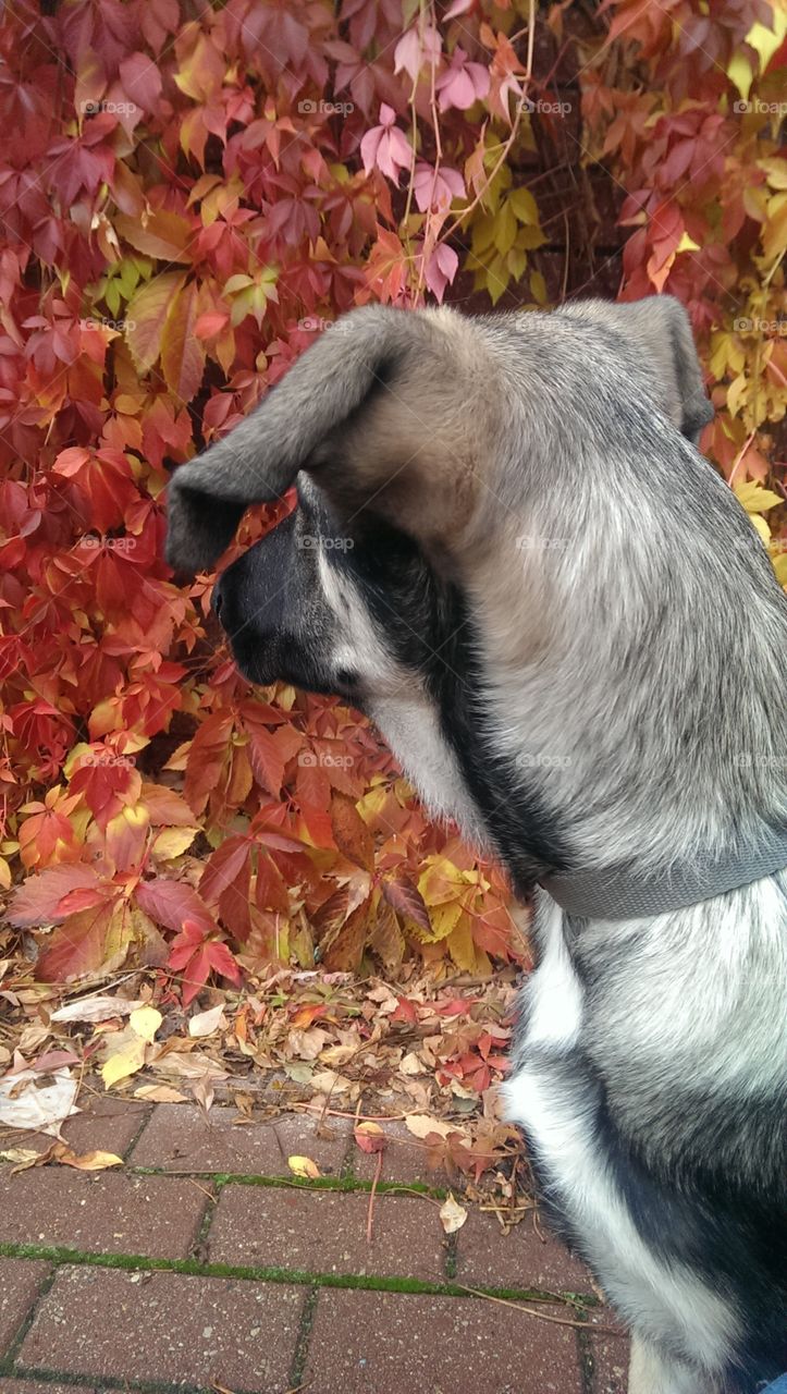 Doggy Is fascinated by nature😍