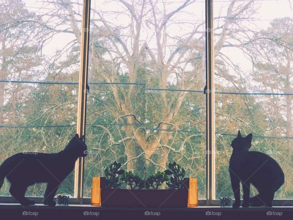 Cats in the window 