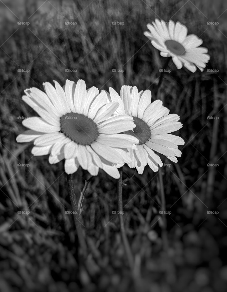 black and white Daisy's