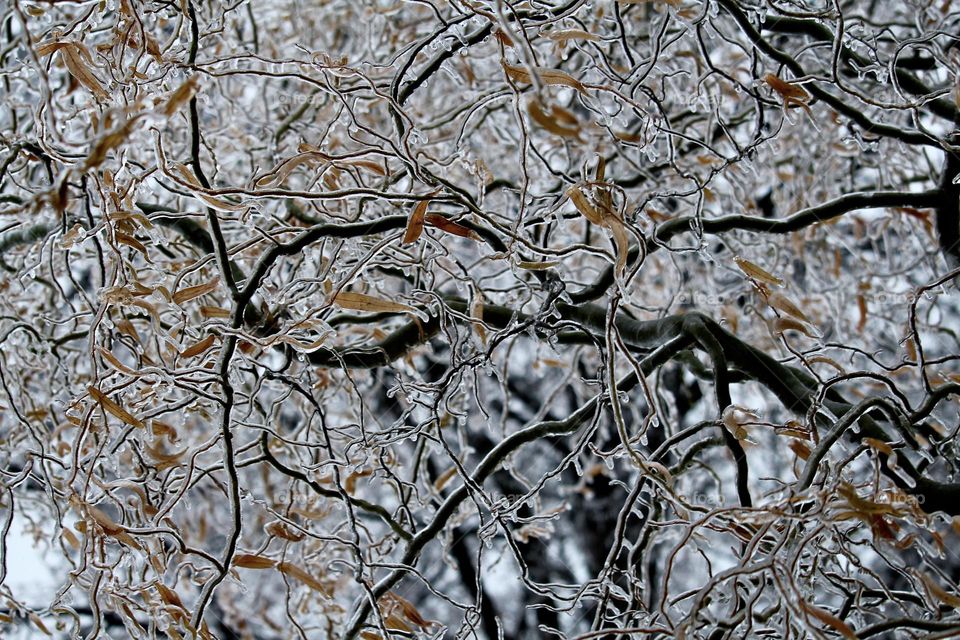 Icy tree branches