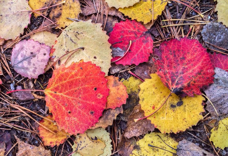 High angle view of fallen autumn leaves