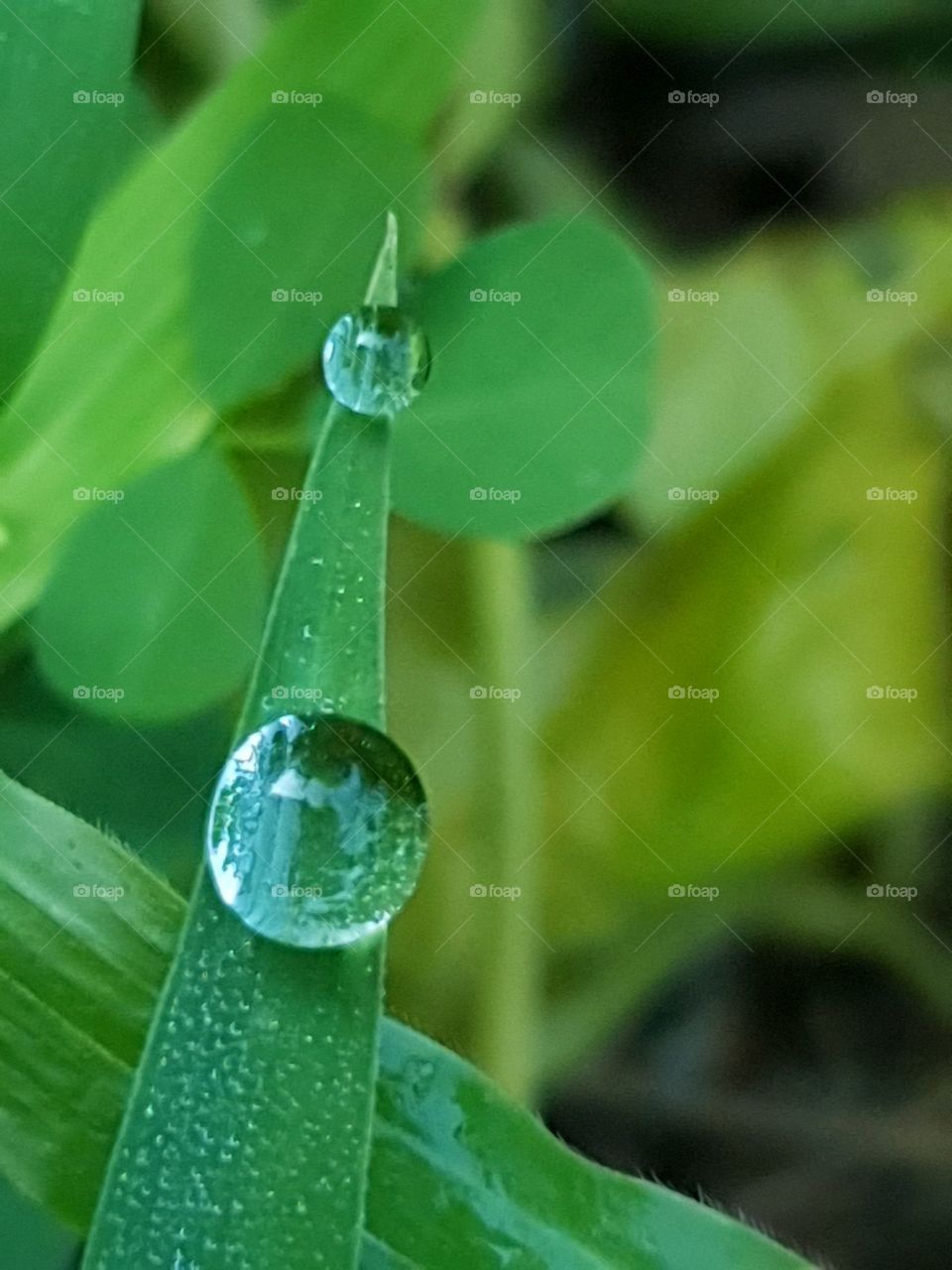 Dewdrops like tears