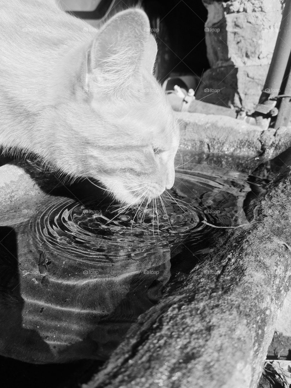 cat drink water