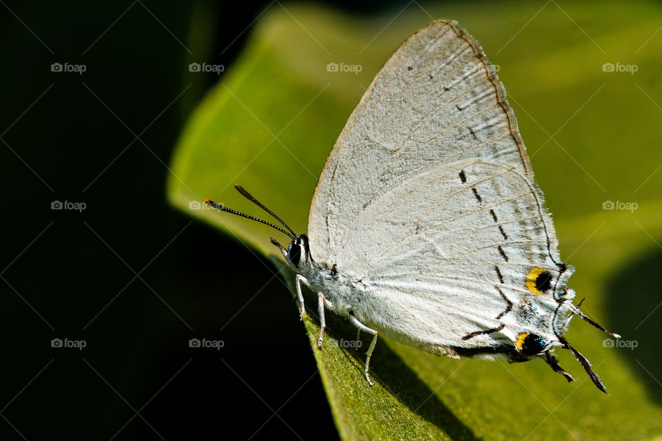 A twin color story that shows the beauty of white butterfly in green background