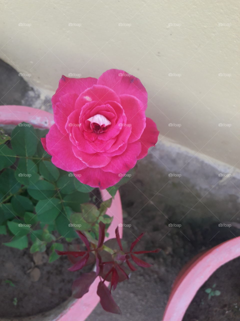 rosey pink rose