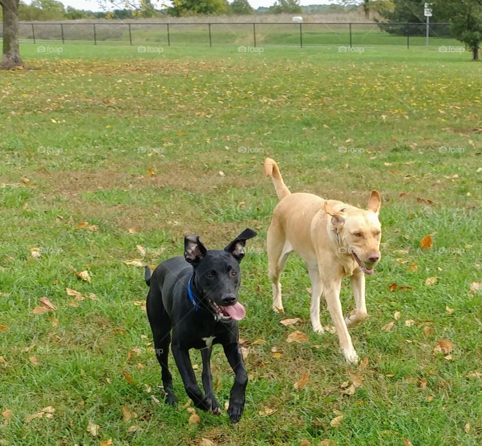 labs playing