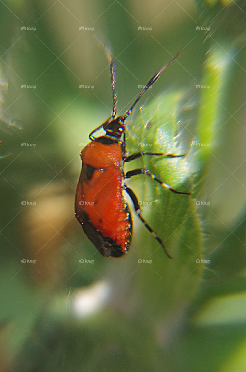 red bug